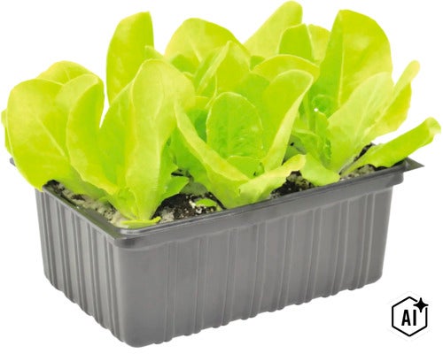 Jonge kropsla planten in een kweekbak (Image AI modified or generated)