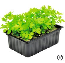 Een zwarte plantenbak met jonge peterselieplantjes in potgrond. (Image AI modified or generated)