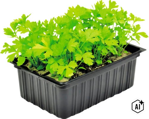 Een zwarte plantenbak met jonge peterselieplantjes in potgrond. (Image AI modified or generated)