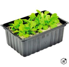 Veldsla in een zwarte plastic kweekbak (Image AI modified or generated)