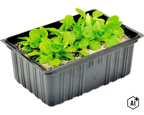 Veldsla in een zwarte plastic kweekbak (Image AI modified or generated)