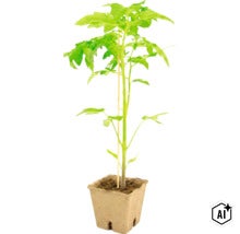 Een jonge tomatenplant in een biologisch afbreekbare kweekpot met een ondersteuningsstok. (Image AI modified or generated)