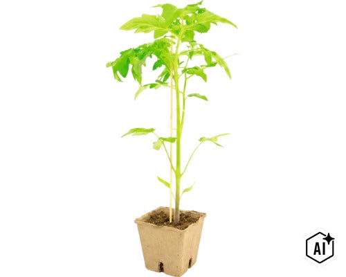 Een jonge tomatenplant in een biologisch afbreekbare kweekpot met een ondersteuningsstok. (Image AI modified or generated)