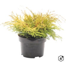 Levensboom in kunststof pot als decoratieve tuinplant (Image AI modified or generated)