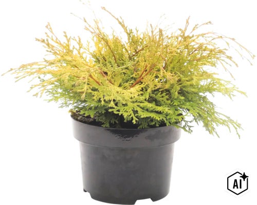 Levensboom in kunststof pot als decoratieve tuinplant (Image AI modified or generated)