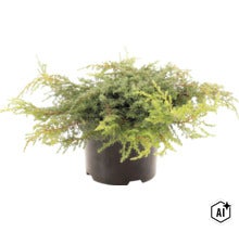 Jeneverbes in een zwarte kweekpot als groenblijvende tuinplant (Image AI modified or generated)