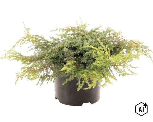 Jeneverbes in een zwarte kweekpot als groenblijvende tuinplant (Image AI modified or generated)