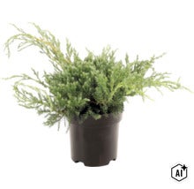 Jeneverbes plant in kunststof pot voor de tuin (Image AI modified or generated)