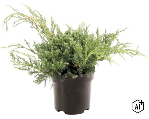 Jeneverbes plant in kunststof pot voor de tuin (Image AI modified or generated)