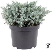Jeneverbes plant in een ronde zwarte kunststof pot (Image AI modified or generated)