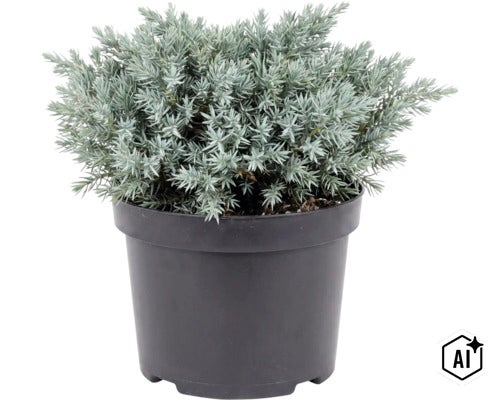 Jeneverbes plant in een ronde zwarte kunststof pot (Image AI modified or generated)