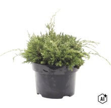 Kruipende jeneverbes in een kunststof pot als groenblijvende tuinplant (Image AI modified or generated)