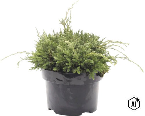 Kruipende jeneverbes in een kunststof pot als groenblijvende tuinplant (Image AI modified or generated)