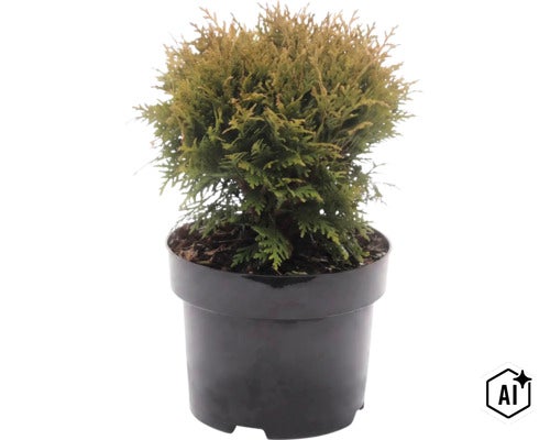 Levensboom Thuja in kunststof pot als groenblijvende tuinplant (Image AI modified or generated)