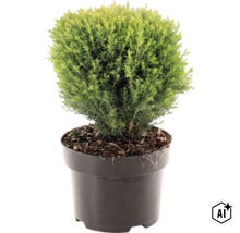 Bolvormige naaldplant in een kunststof pot met aarde als kamerplant of tuinplant (Image AI modified or generated)
