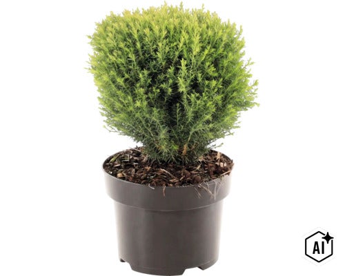 Bolvormige naaldplant in een kunststof pot met aarde als kamerplant of tuinplant (Image AI modified or generated)