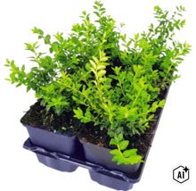 Buxus planten in kweektray voor de tuin (Image AI modified or generated)