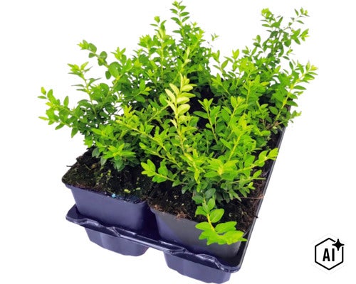 Buxus planten in kweektray voor de tuin (Image AI modified or generated)