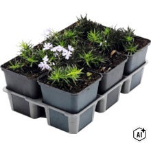 Set van zes kruipend flox planten in kleine kunststof potjes met lichte bloemen in een transporttray. (Image AI modified or generated)