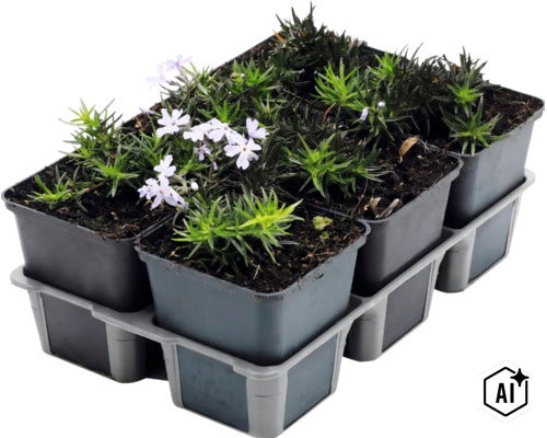 Set van zes kruipend flox planten in kleine kunststof potjes met lichte bloemen in een transporttray. (Image AI modified or generated)