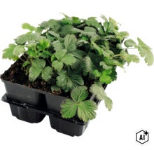 Set jonge aardbeiplanten in een plastic kweekbak voor de tuin (Image AI modified or generated)