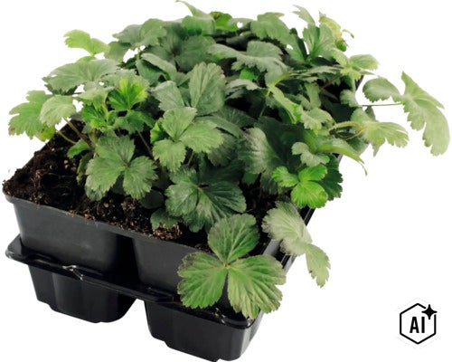 Set jonge aardbeiplanten in een plastic kweekbak voor de tuin (Image AI modified or generated)