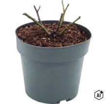 Rozenplant in kunststof pot met potgrond (Image AI modified or generated)