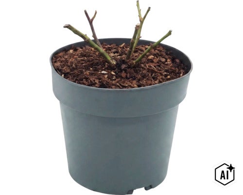 Rozenplant in kunststof pot met potgrond (Image AI modified or generated)