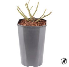 Een roos met doornige stengels in een kunststof plantenpot gevuld met boomschors. (Image AI modified or generated)