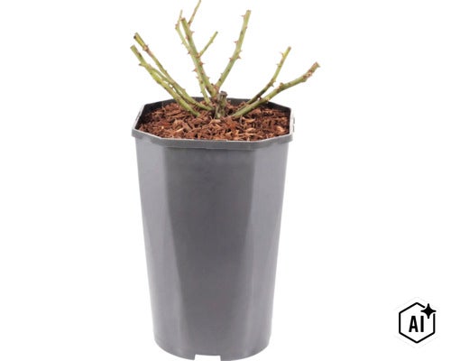 Een roos met doornige stengels in een kunststof plantenpot gevuld met boomschors. (Image AI modified or generated)