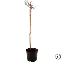 Een kleine boomstam als stammetje in een kunststof pot met ondersteuningspaal. (Image AI modified or generated)