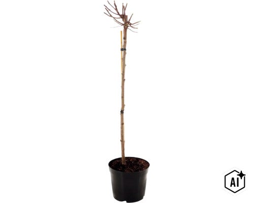 Een kleine boomstam als stammetje in een kunststof pot met ondersteuningspaal. (Image AI modified or generated)