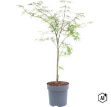 Japanse esdoorn in kweekpot met fijn geveerd blad en ondersteuningsstok (Image AI modified or generated)