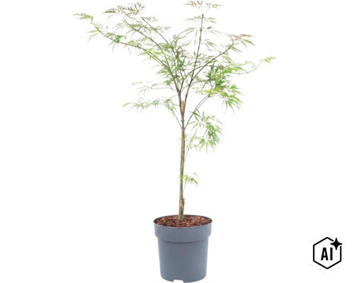 Japanse esdoorn in kweekpot met fijn geveerd blad en ondersteuningsstok (Image AI modified or generated)