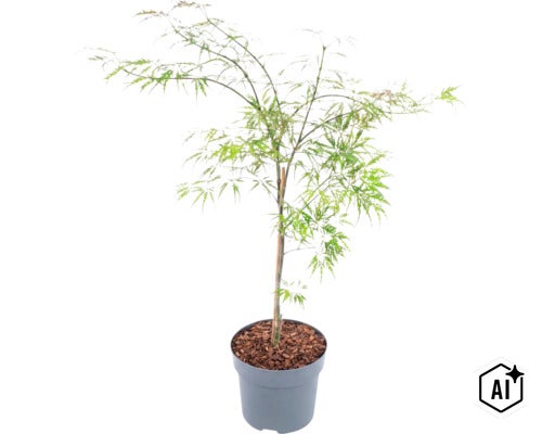 Japanse esdoorn met fijn blad in een ronde plantenpot met boomschors (Image AI modified or generated)