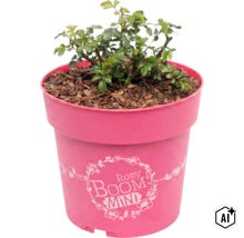 Kleine rozenplant in een ronde bloempot met de tekst Rosy Boom Mini. (Image AI modified or generated)