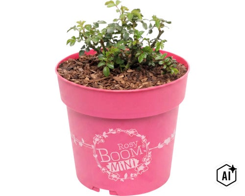 Kleine rozenplant in een ronde bloempot met de tekst Rosy Boom Mini. (Image AI modified or generated)