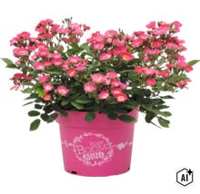 Bloeiende Rosy Boom Mini roos in een bloempot met het Rosy Boom Mini logo. (Image AI modified or generated)