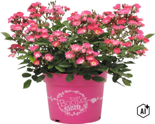 Bloeiende Rosy Boom Mini roos in een bloempot met het Rosy Boom Mini logo. (Image AI modified or generated)