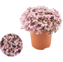 Callisia repens in een kunststof pot met een gedetailleerde close-up van de bladeren.