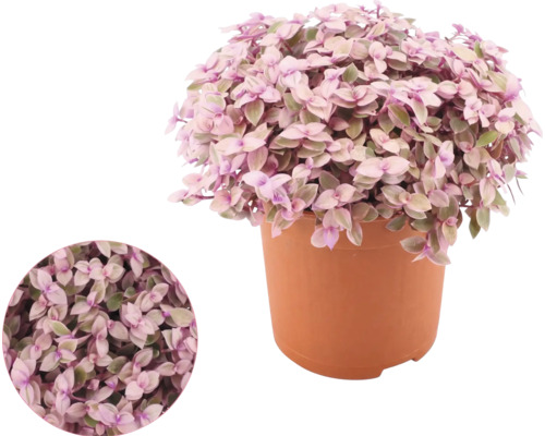 Callisia repens in een kunststof pot met een gedetailleerde close-up van de bladeren.