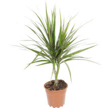 Dracaena Marginata als kamerplant in een kunststof pot