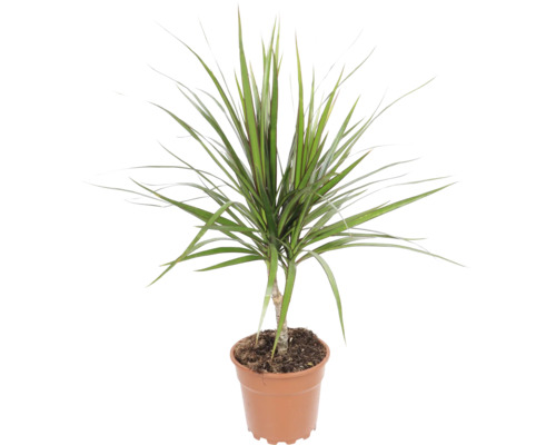 Dracaena Marginata als kamerplant in een kunststof pot