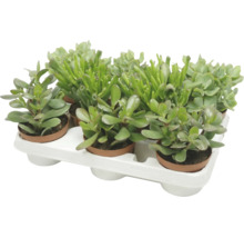 Set van zes vetplanten in plastic potten op een witte plantenbak