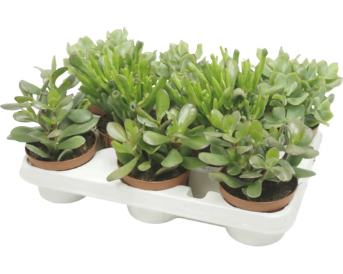 Set van zes vetplanten in plastic potten op een witte plantenbak