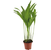 Groene kamerplant in een kunststof pot