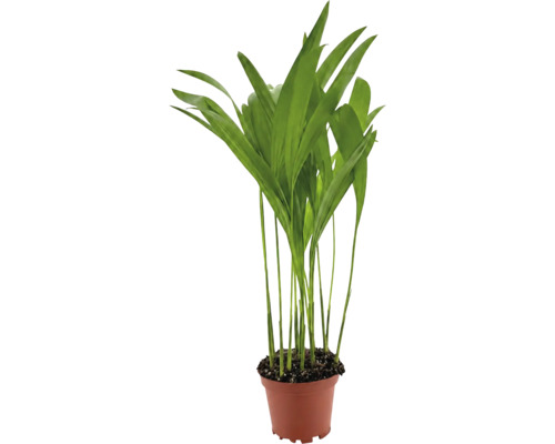 Groene kamerplant in een kunststof pot