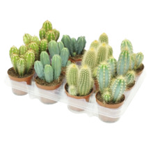 Een selectie van verschillende cactussen in kleine potjes op een kunststof tray als kamerplanten voor decoratie.
