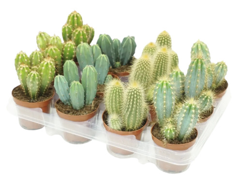 Een selectie van verschillende cactussen in kleine potjes op een kunststof tray als kamerplanten voor decoratie.