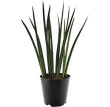 Sansevieria cylindrica kamerplant in kunststof pot